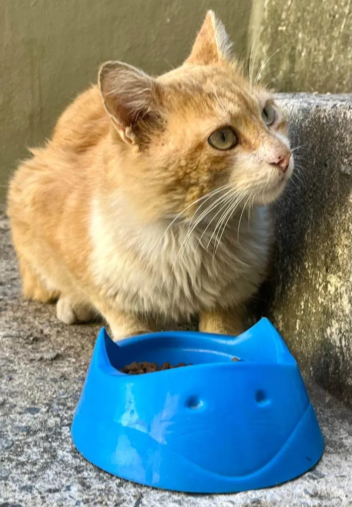 Gato ra a SRD-ViraLata idade 1 ano nome Gatinho para adoção