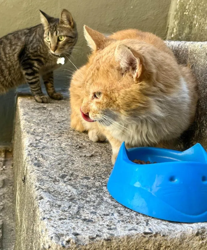 Gato ra a SRD-ViraLata idade 1 ano nome Gatinho para adoção