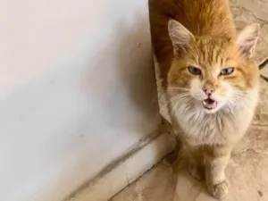 Gato raça SRD-ViraLata idade 1 ano nome Gatinho para adoção