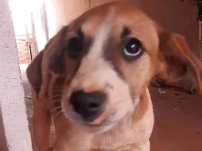 Cachorro raça SRD-ViraLata idade 2 a 6 meses nome Mel