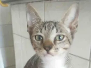 Gato raça SRD-ViraLata idade 2 a 6 meses nome Cinzenta, Rajadinho e Batgueu