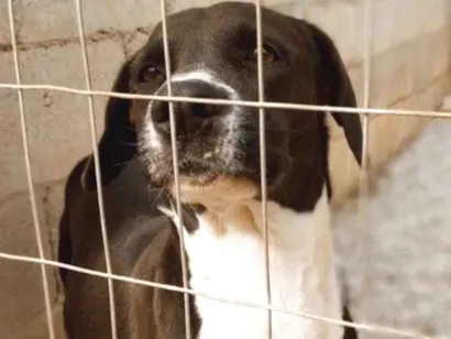 Cachorro raça SRD-ViraLata idade 1 ano nome Mar