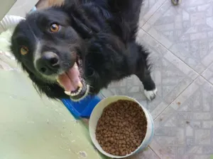 Cachorro raça SRD-ViraLata idade 2 anos nome Zuque