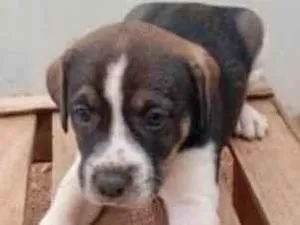 Cachorro raça SRD-ViraLata idade Abaixo de 2 meses nome Luke 