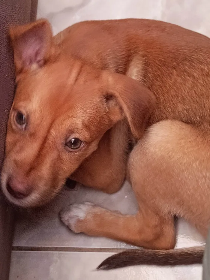 Cachorro ra a SRD-ViraLata idade 2 a 6 meses nome Stella