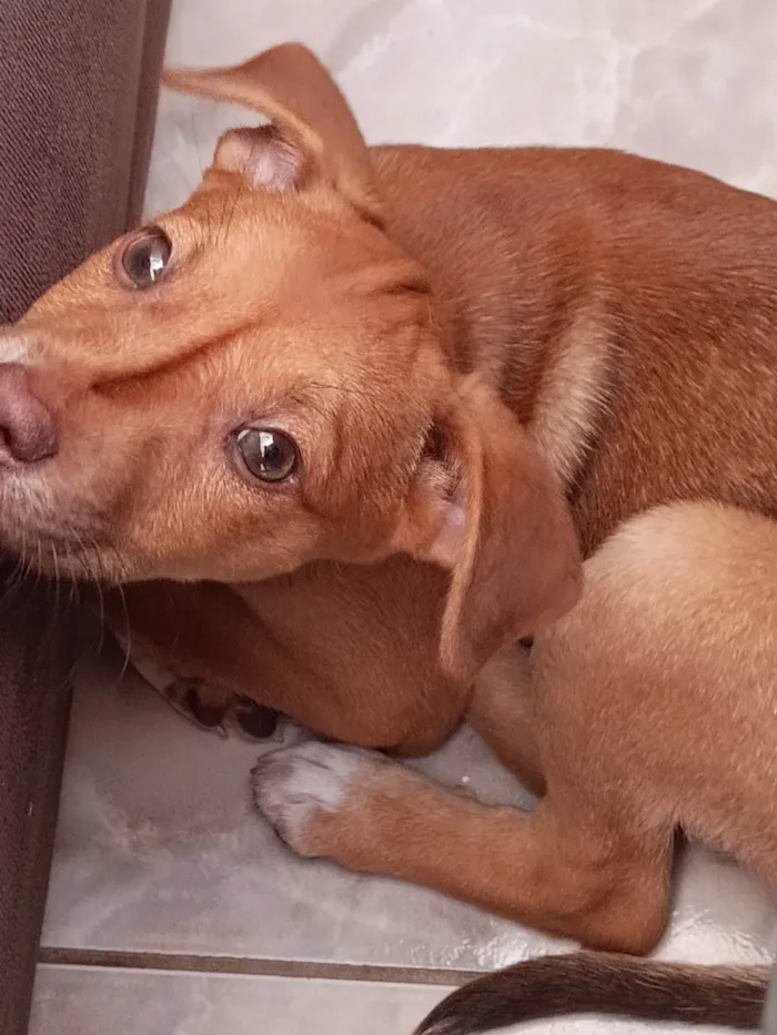 Cachorro ra a SRD-ViraLata idade 2 a 6 meses nome Stella