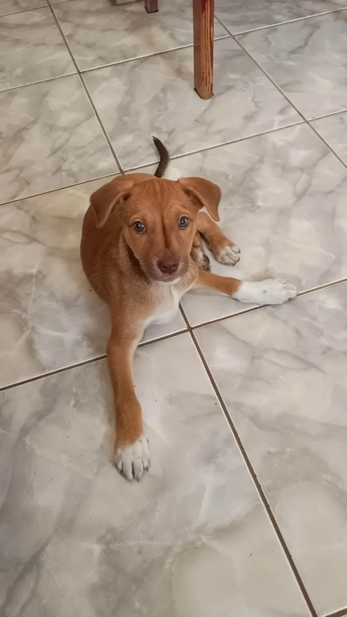 Cachorro ra a SRD-ViraLata idade 2 a 6 meses nome Stella