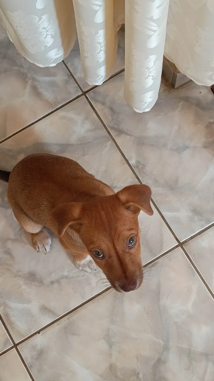 Cachorro ra a SRD-ViraLata idade 2 a 6 meses nome Stella