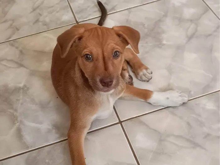 Cachorro ra a SRD-ViraLata idade 2 a 6 meses nome Stella