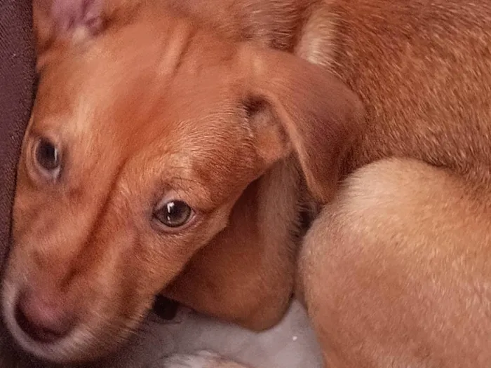 Cachorro ra a SRD-ViraLata idade 2 a 6 meses nome Stella