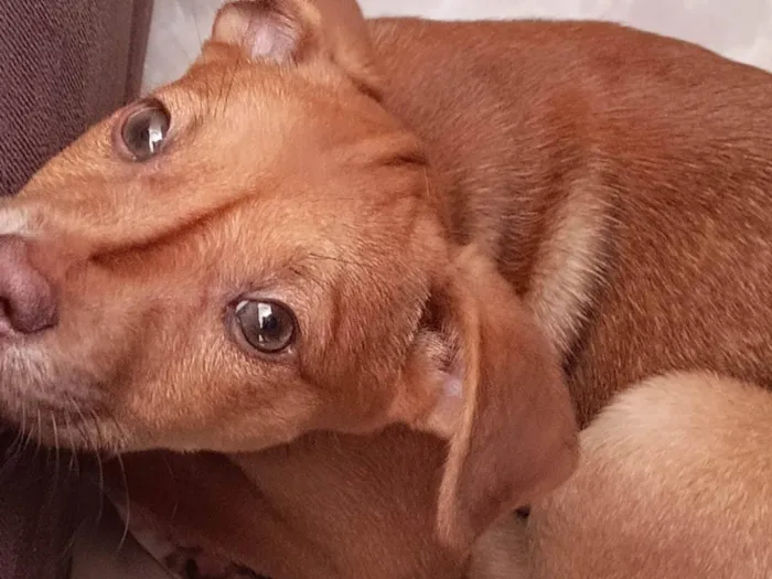 Cachorro ra a SRD-ViraLata idade 2 a 6 meses nome Stella