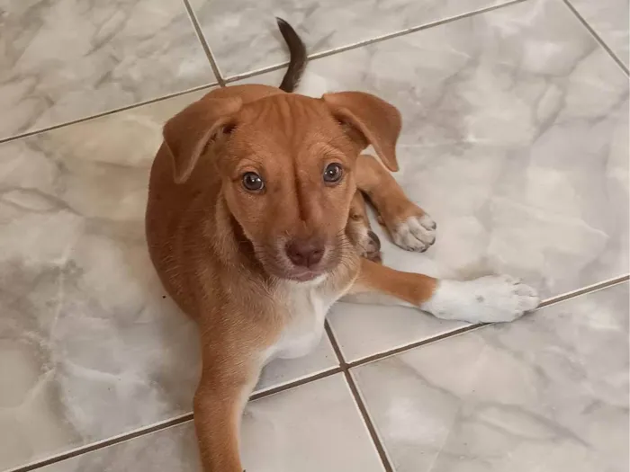 Cachorro ra a SRD-ViraLata idade 2 a 6 meses nome Stella