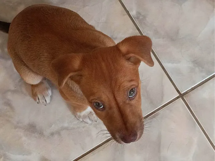 Cachorro ra a SRD-ViraLata idade 2 a 6 meses nome Stella