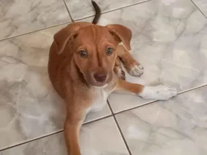 Cachorro raça SRD-ViraLata idade 2 a 6 meses nome Stella