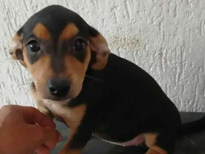 Cachorro raça SRD-ViraLata idade 2 a 6 meses nome Sem nomes 