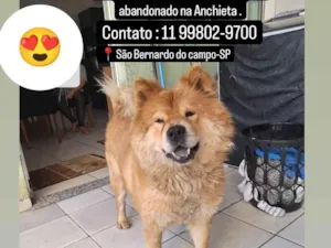 Cachorro raça Chow Chow idade 6 ou mais anos nome Chow