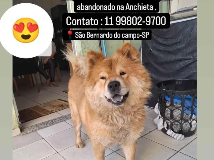 Cachorro ra a Chow Chow idade 6 ou mais anos nome Chow