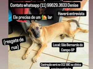 Cachorro raça SRD-ViraLata idade 2 a 6 meses nome Caramelo 