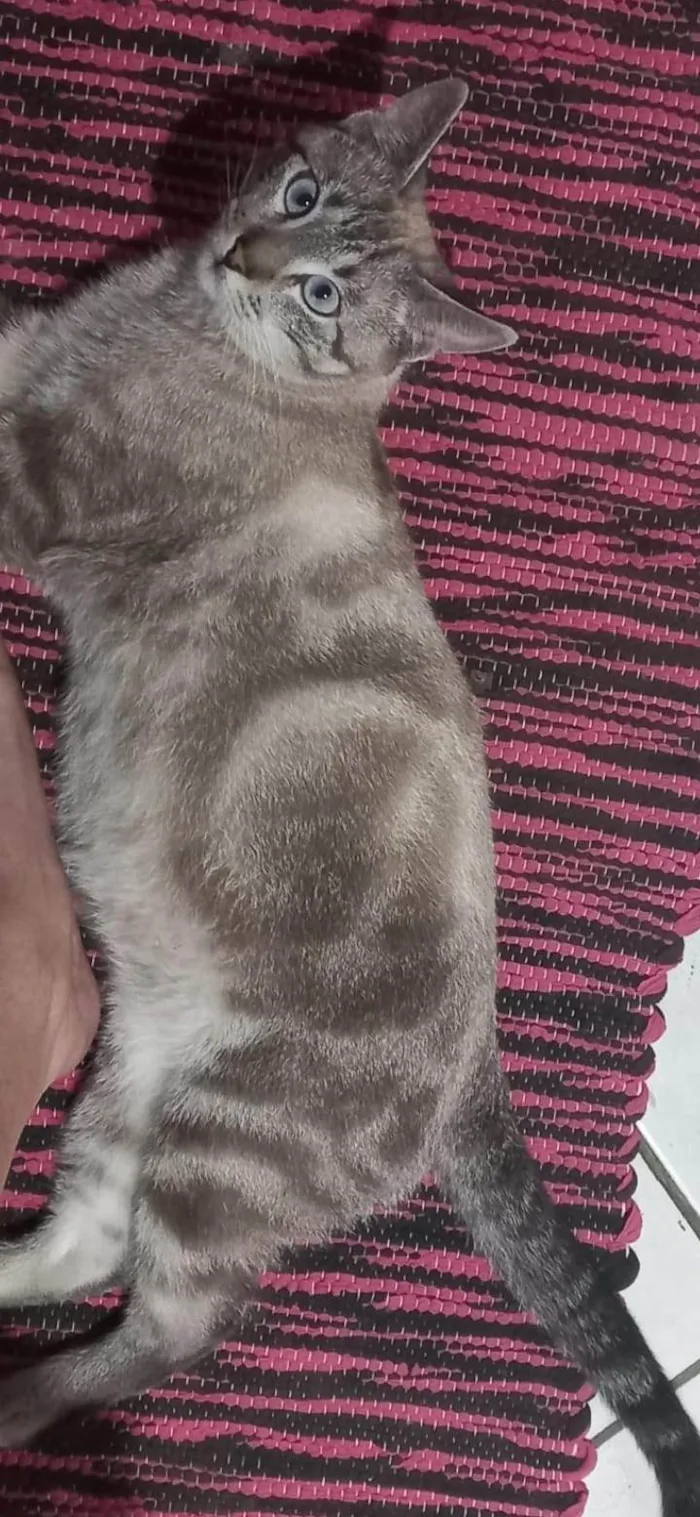 Gato ra a Siamês idade 7 a 11 meses nome Bartô(Bartolomeu)