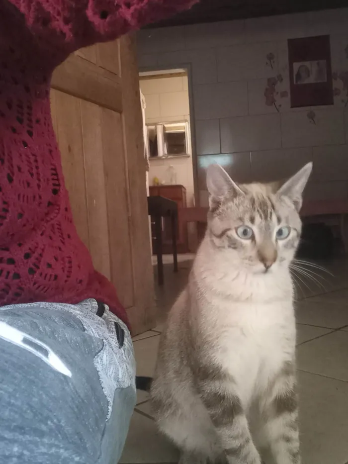 Gato ra a Siamês idade 7 a 11 meses nome Bartô(Bartolomeu)