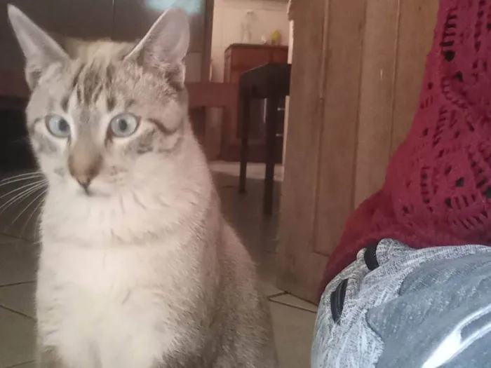 Gato ra a Siamês idade 7 a 11 meses nome Bartô(Bartolomeu)