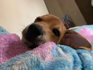 Cachorro raça SRD-ViraLata idade 2 anos nome Cookie 