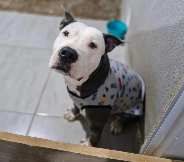 Cachorro ra a Pit-Bull idade 1 ano nome Ragnar 