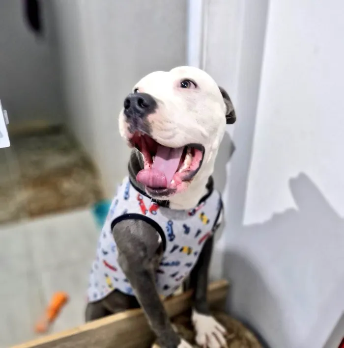 Cachorro ra a Pit-Bull idade 1 ano nome Ragnar 