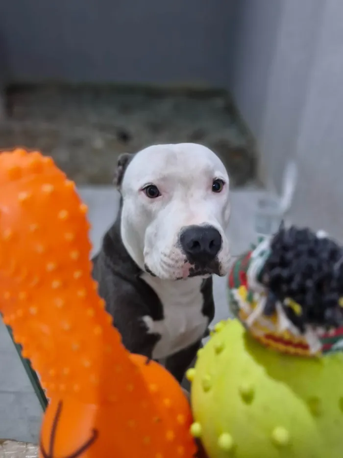 Cachorro ra a Pit-Bull idade 1 ano nome Ragnar 