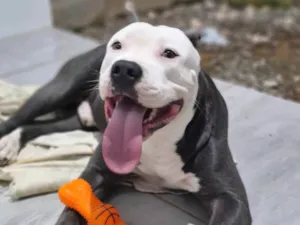 Cachorro raça Pit-Bull idade 1 ano nome Ragnar 