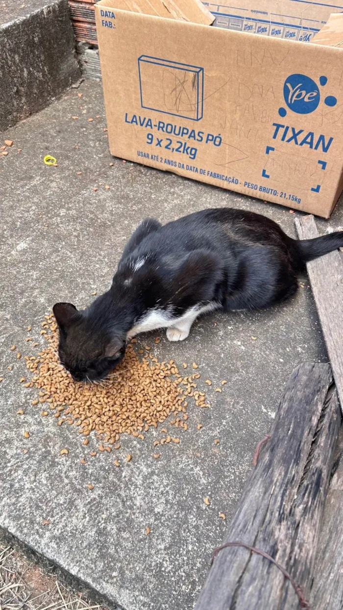 Gato ra a SRD-ViraLata idade 1 ano nome Não tem 