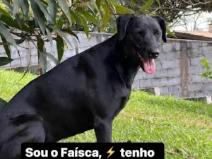 Cachorro raça SRD-ViraLata idade 4 anos nome Faisca