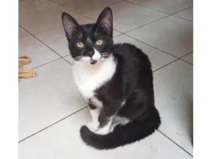 Gato raça SRD-ViraLata idade 2 a 6 meses nome Cookie