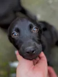 Simba