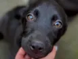 Simba