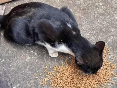 Gato raça SRD-ViraLata idade 1 ano nome Não tem 