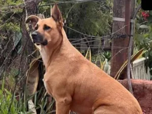 Cachorro raça SRD-ViraLata idade 6 ou mais anos nome Tobi