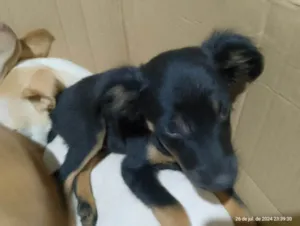 Cachorro raça SRD-ViraLata idade Abaixo de 2 meses nome Sem nome ainda