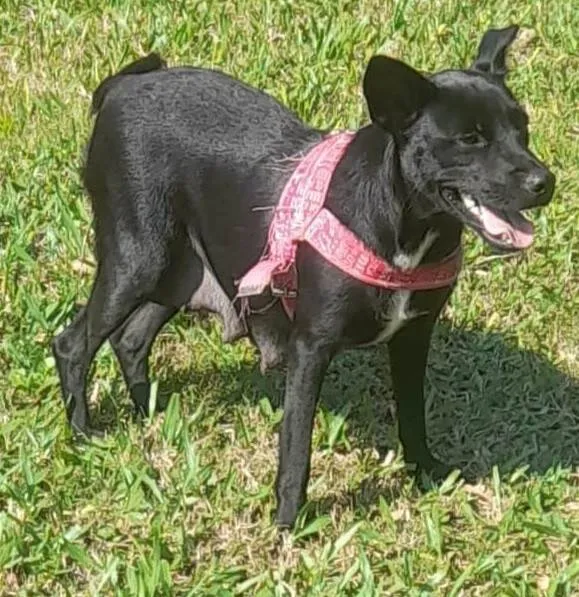 Cachorro ra a SRD-ViraLata idade 7 a 11 meses nome PRETA