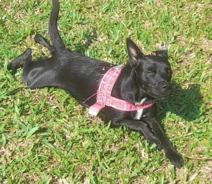 Cachorro ra a SRD-ViraLata idade 7 a 11 meses nome PRETA