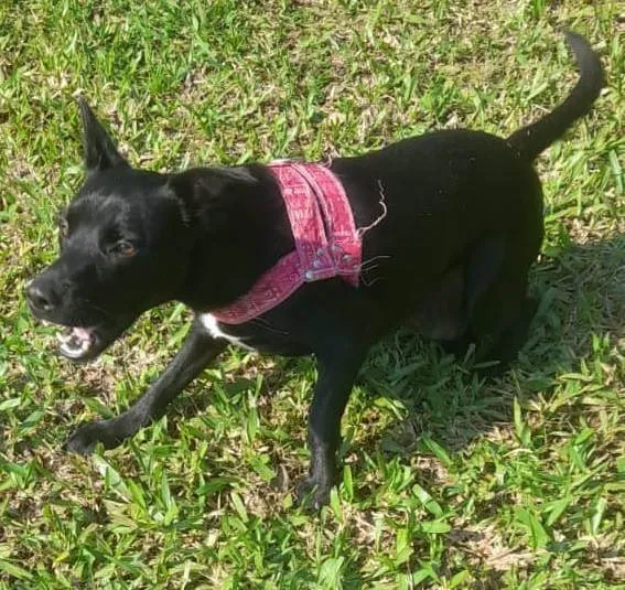 Cachorro ra a SRD-ViraLata idade 7 a 11 meses nome PRETA