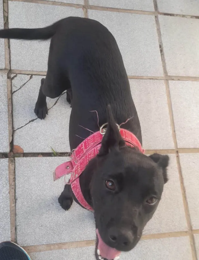 Cachorro ra a SRD-ViraLata idade 7 a 11 meses nome PRETA