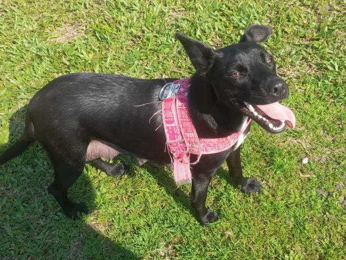 Cachorro ra a SRD-ViraLata idade 7 a 11 meses nome PRETA