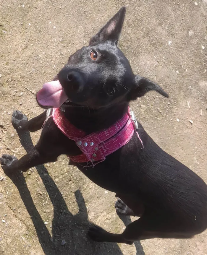 Cachorro ra a SRD-ViraLata idade 7 a 11 meses nome PRETA