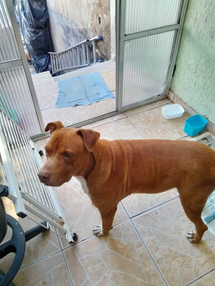 Cachorro ra a Pit-Bull idade 3 anos nome GRANDÃO