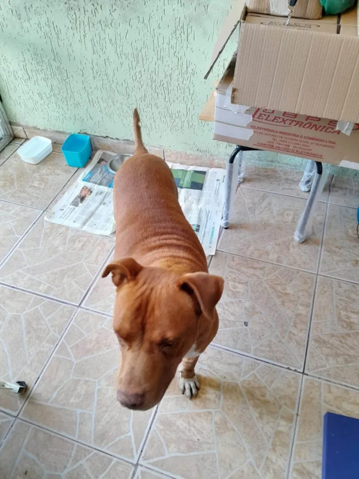 Cachorro ra a Pit-Bull idade 3 anos nome GRANDÃO