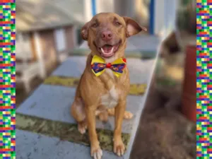 Cachorro raça SRD-ViraLata idade 1 ano nome LINEU 