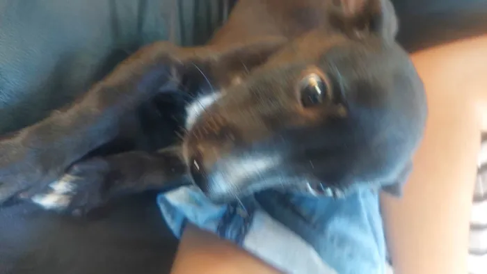 Cachorro ra a SRD-ViraLata idade 2 a 6 meses nome Pipoca