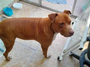 Cachorro raça Pit-Bull idade 3 anos nome GRANDÃO