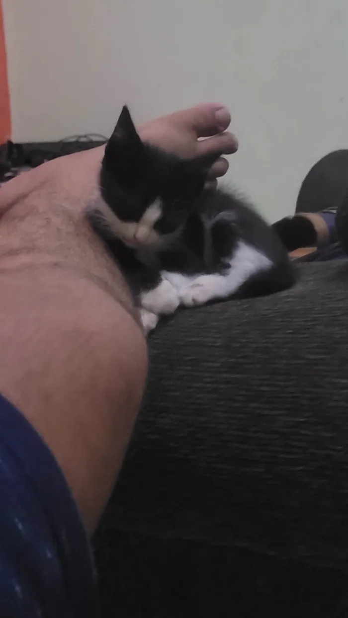 Gato ra a SRD-ViraLata idade Abaixo de 2 meses nome Kiki 